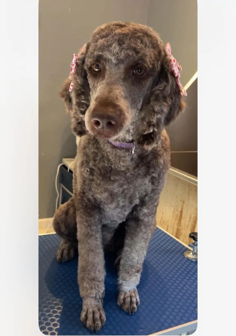 Millie thumbnail 3