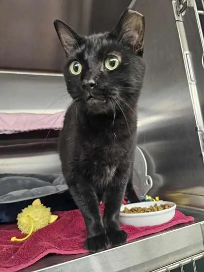 An adult small-sized male Domestic Short Hair cat named Batman for adoption in Munster, IN