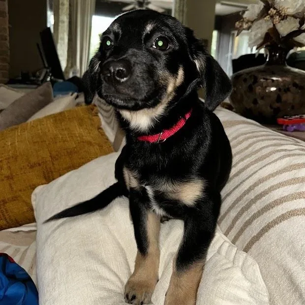 A baby medium-sized male Doberman Pinscher dog named Rambo for adoption in Chatham, NJ