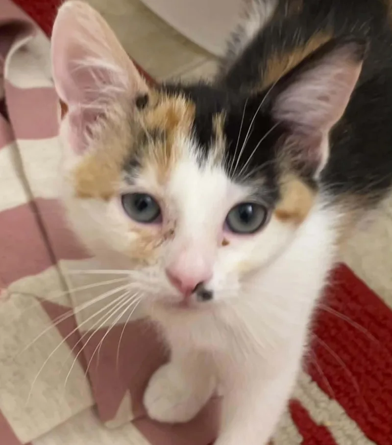 A baby medium-sized female Calico Domestic Short Hair cat named Sugar for adoption in Old Bridge, NJ