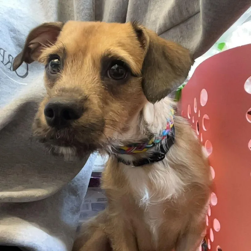 A baby small-sized female Yellow / Tan / Blond / Fawn Mixed Breed dog named Joy for adoption in Deerfield, IL