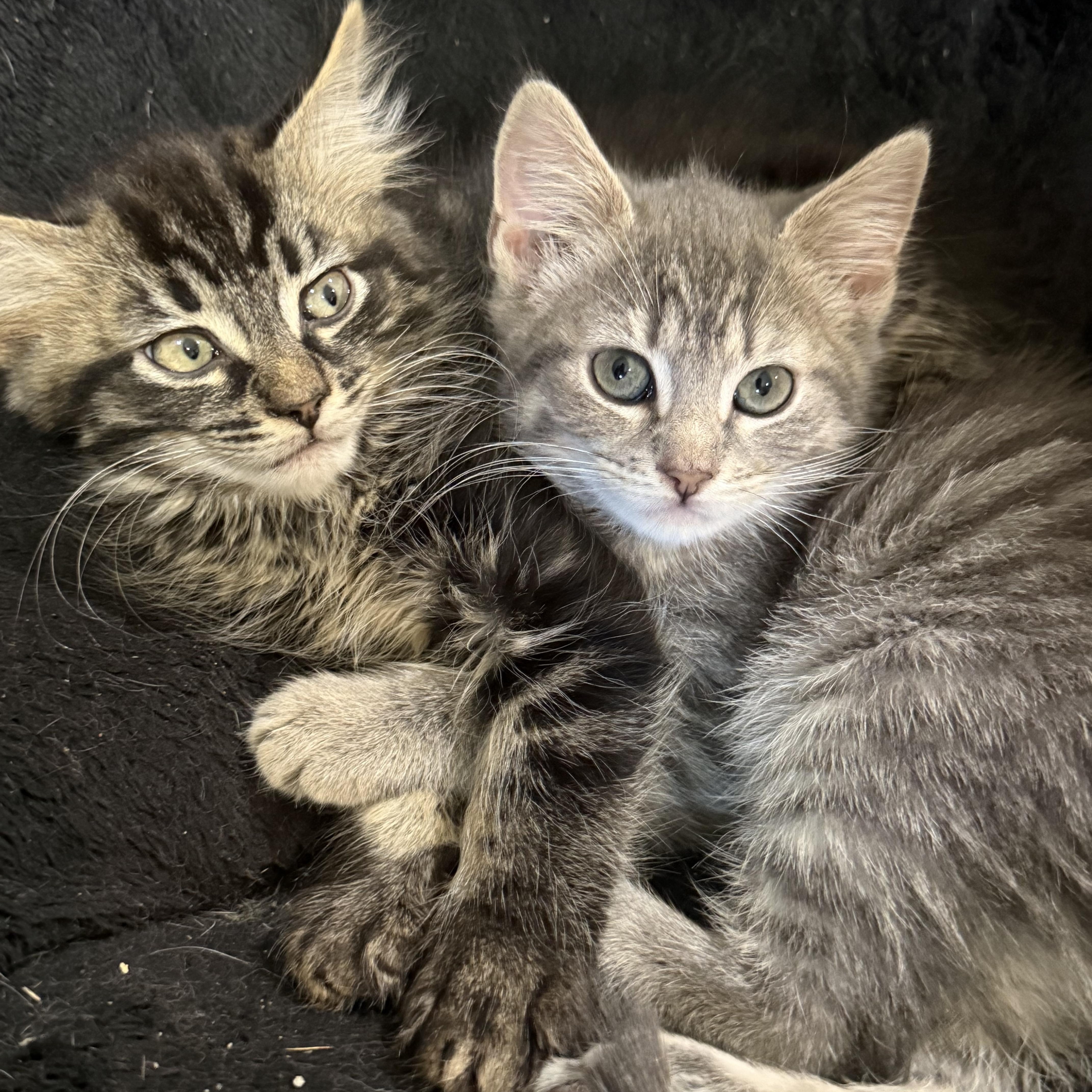 Jasper And Jagger thumbnail 3