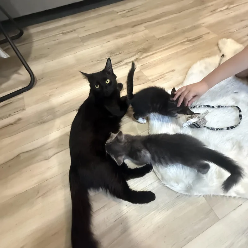 Jasper And Jagger thumbnail 4