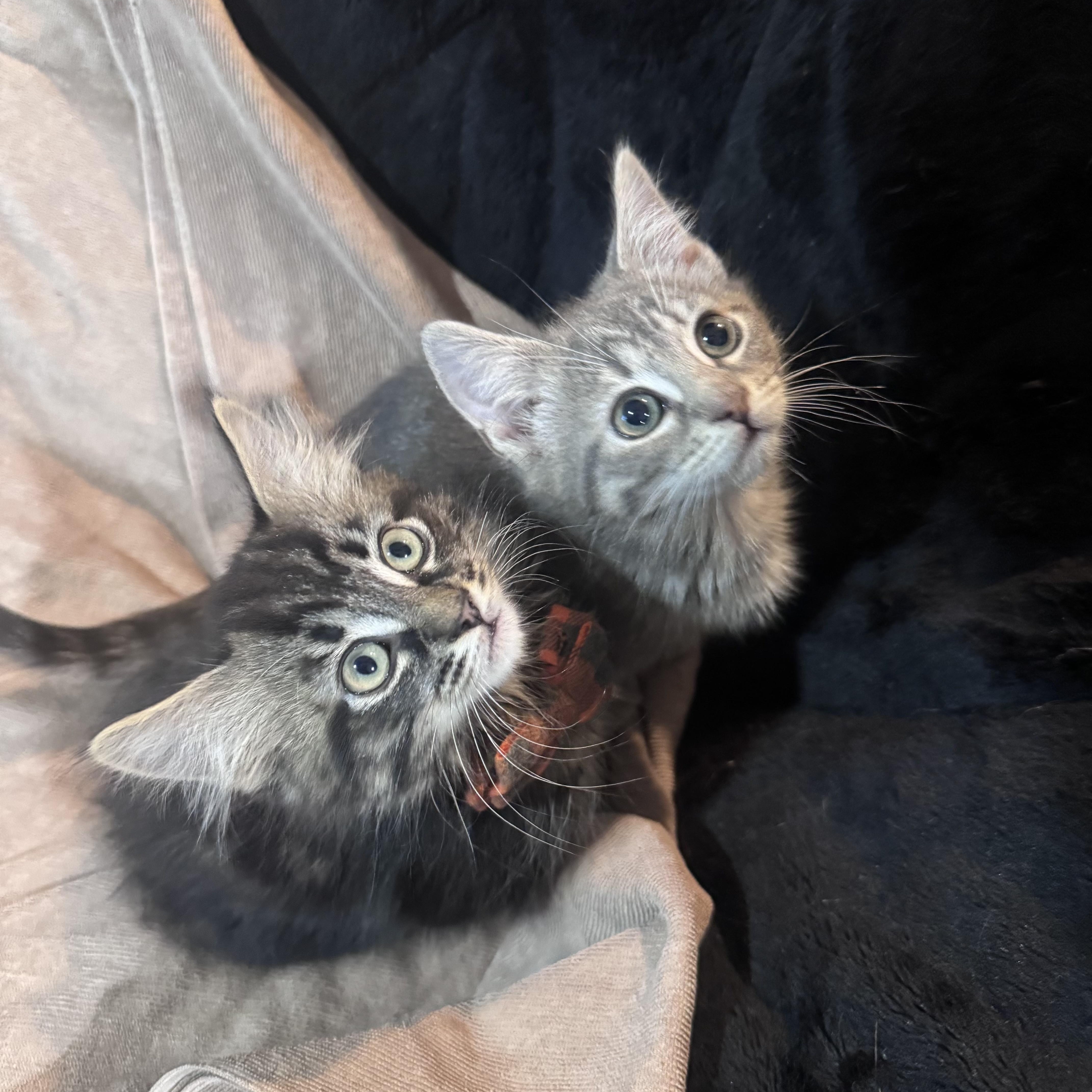 Jasper And Jagger thumbnail 5