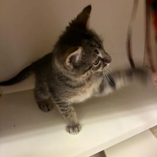 A baby small-sized male Black Domestic Short Hair cat named Beatrice The Boy for adoption in Dayton, OH