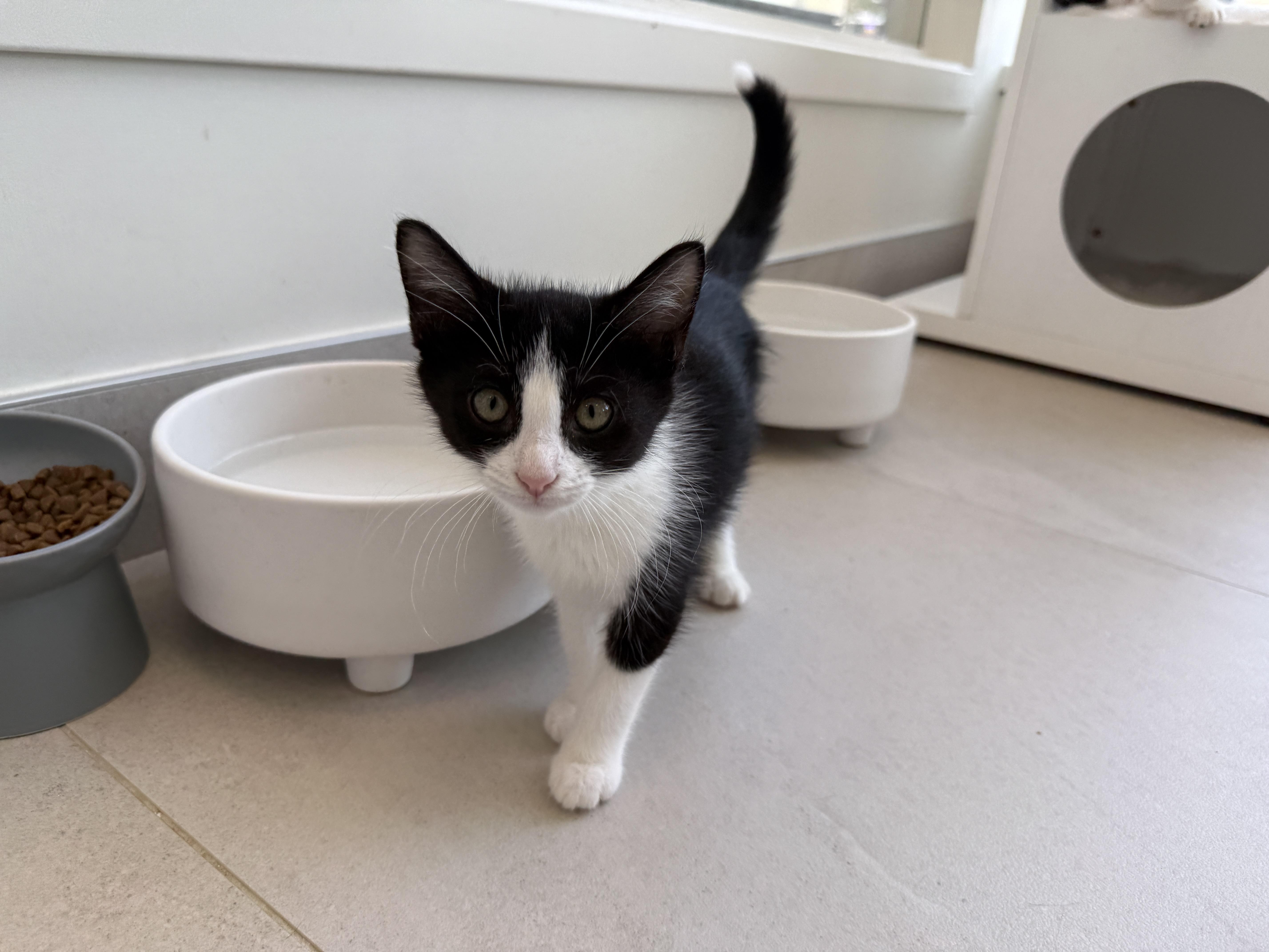 A baby medium-sized male Domestic Short Hair cat named Miso for adoption in Evanston, IL