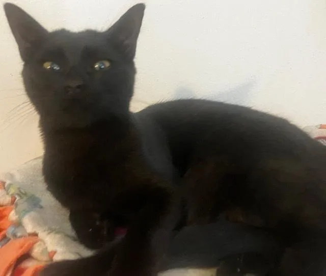 A baby small-sized female Black Domestic Short Hair cat named Soleia for adoption in Hudson, NH