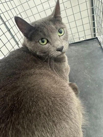 An adult medium-sized male Domestic Short Hair cat named Rocky for adoption in Sevierville, TN
