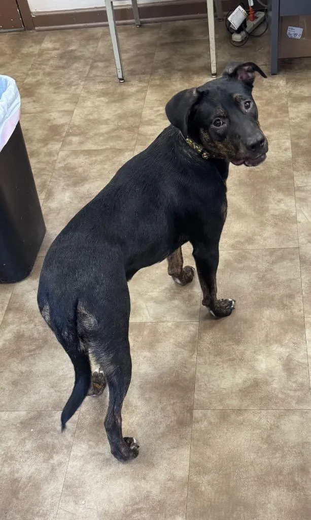 A young large-sized female Mixed Breed dog named Faye for adoption in Springfield, OH
