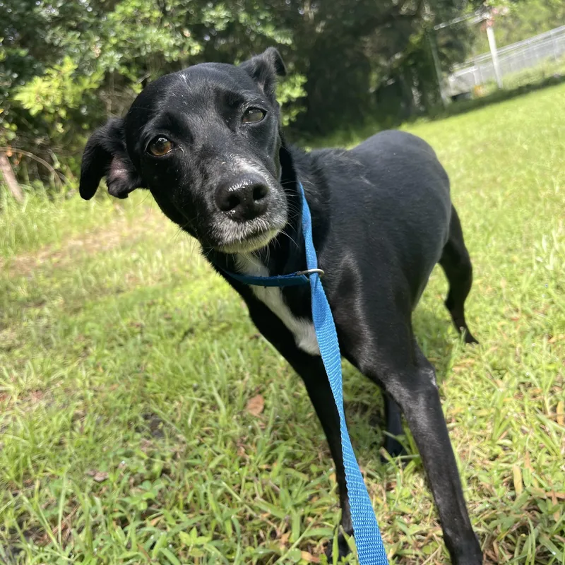 An adult small-sized male Chihuahua dog named Arlo for adoption in Sebring, FL