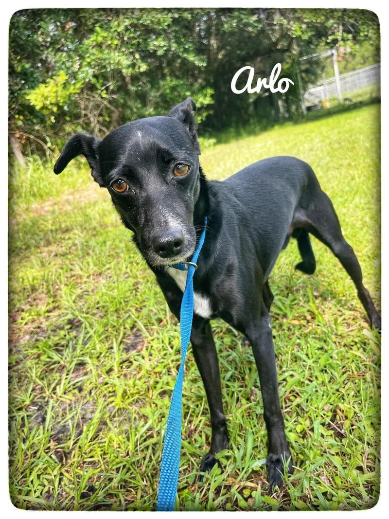Arlo thumbnail 4