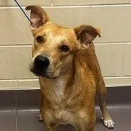 A young medium-sized male Yellow / Tan / Blond / Fawn Carolina Dog dog named Ramen Noodle for adoption in Norman, OK