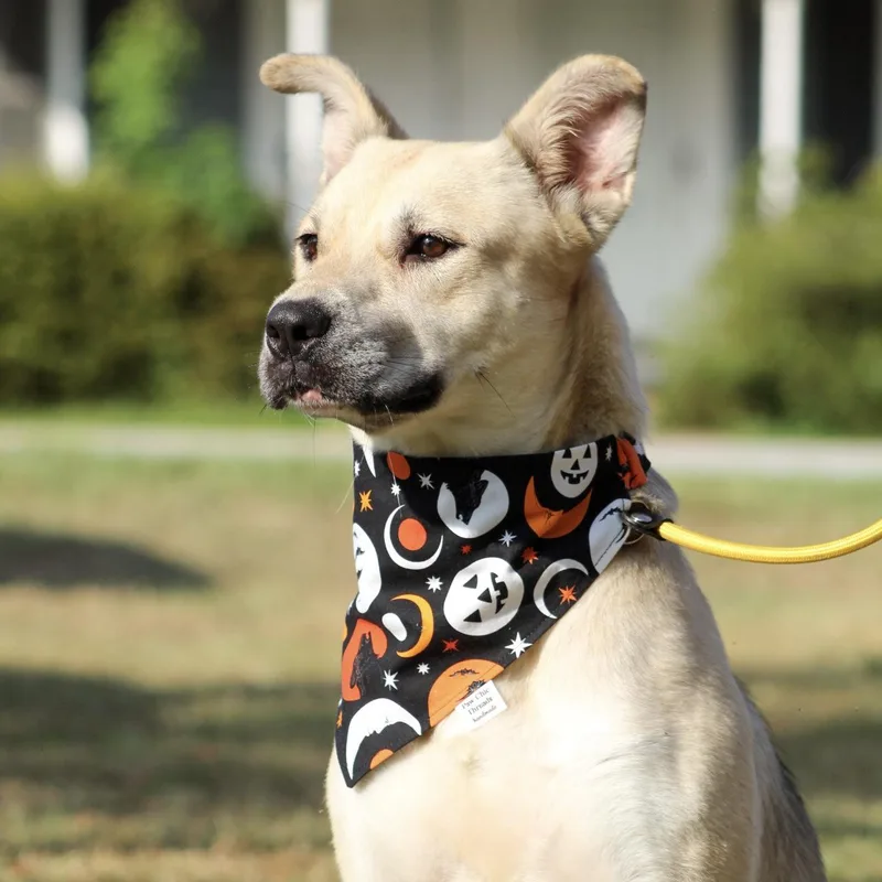 An adult medium-sized male Mixed Breed dog named Kirby for adoption in Columbia, SC