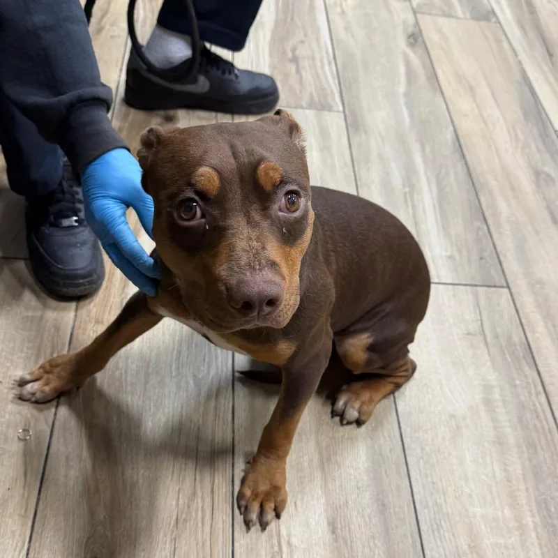 A baby small-sized female English Bulldog dog named Nezuko for adoption in Newark, NJ