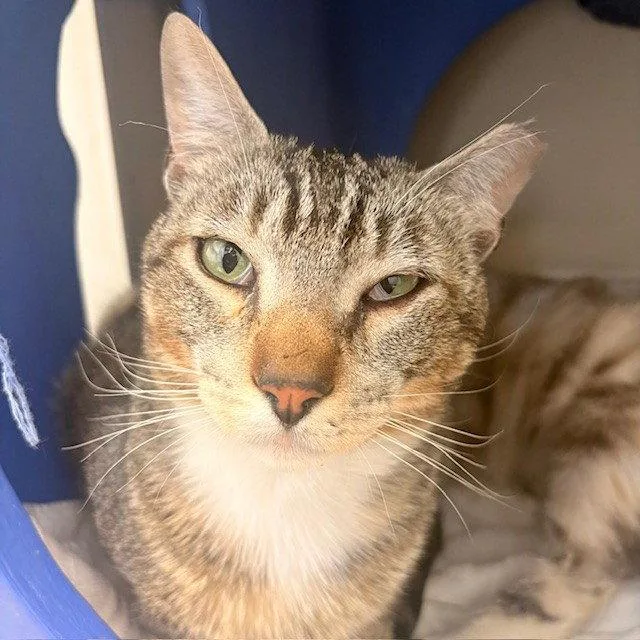 An adult large-sized male Domestic Short Hair cat named Mojo for adoption in Burlingame, CA