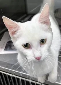 An adult medium-sized female Domestic Short Hair cat named Silk for adoption in Fairfax, VA