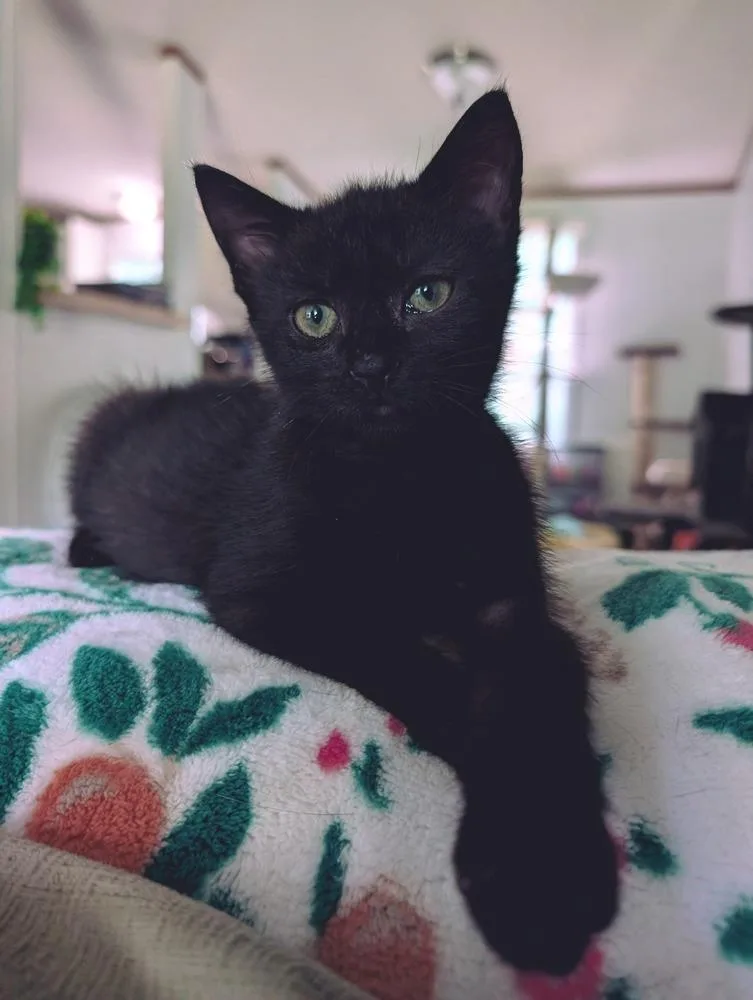 A young medium-sized female Domestic Short Hair cat named Maggie for adoption in Statesville, NC
