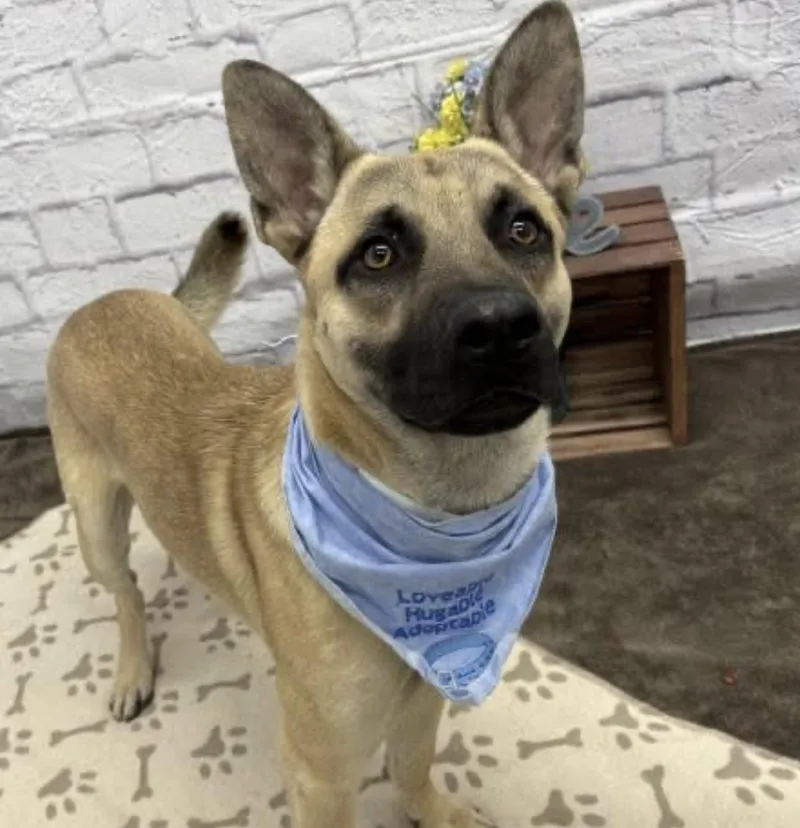 A young medium-sized male Apricot / Beige German Shepherd Dog dog named Azriel for adoption in Macomb, MI