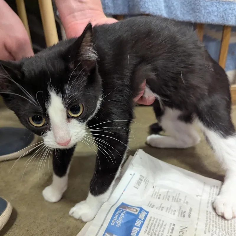 A baby small-sized male Black Domestic Short Hair cat named Gus RJ for adoption in Columbia, MO