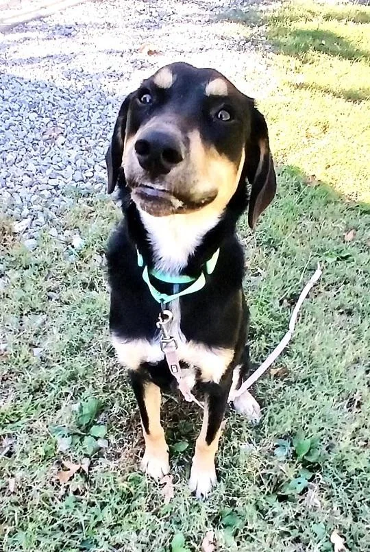 An adult medium-sized male Shepherd dog named Russell for adoption in Pegram, TN