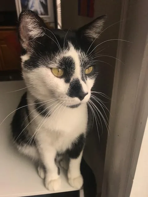 A young medium-sized male Domestic Short Hair cat named Clancy for adoption in Minneapolis, MN