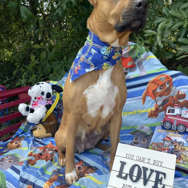 An adult medium-sized female Black Mouth Cur dog named Konya for adoption in Sebring, FL