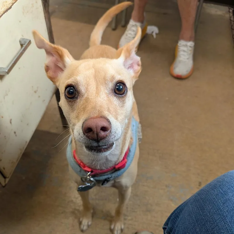 An adult small-sized male Yellow / Tan / Blond / Fawn Mixed Breed dog named Bisquick for adoption in Leander, TX