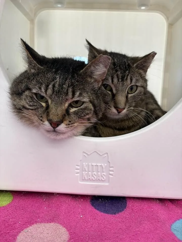 A young medium-sized male Tabby (Brown / Chocolate) Domestic Short Hair cat named Augustine for adoption in Cleveland, OH