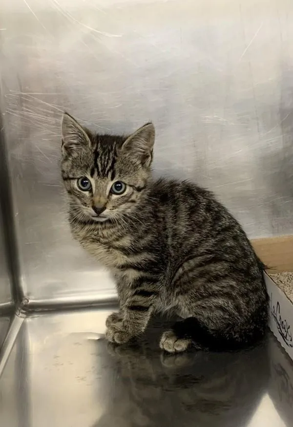 A baby small-sized male Domestic Short Hair cat named Pop for adoption in Santa Rosa, CA