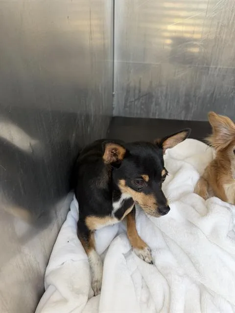 A young small-sized female Chihuahua dog named Hillary for adoption in San Antonio, TX
