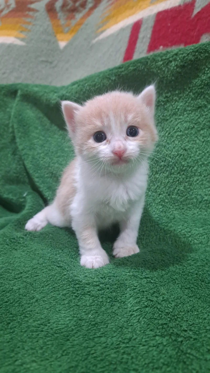 A baby small-sized male Domestic Short Hair cat named Rowan for adoption in Dixon, CA