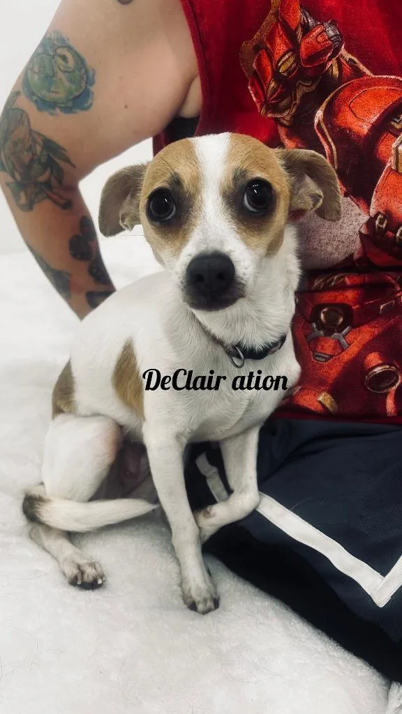 DeClair ation