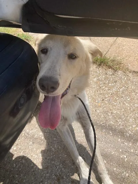 A young large-sized male Mixed Breed dog named Tres for adoption in Dallas, TX