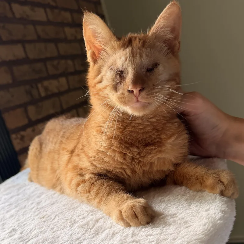 A baby medium-sized male Tabby (Orange / Red) Domestic Short Hair cat named Radar for adoption in Scranton, PA