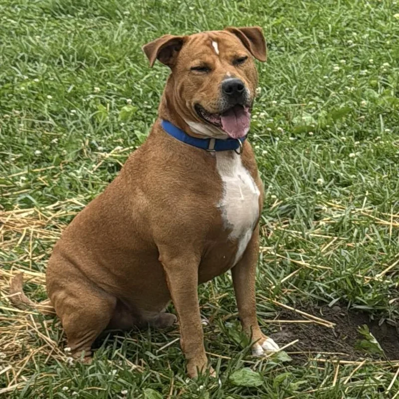 An adult large-sized male Mixed Breed dog named Jerry for adoption in Washington Township, OH