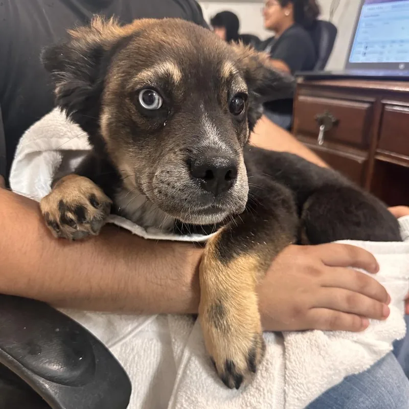 A baby medium-sized male Brown / Chocolate Shepherd dog named Conan for adoption in Edinburg, TX