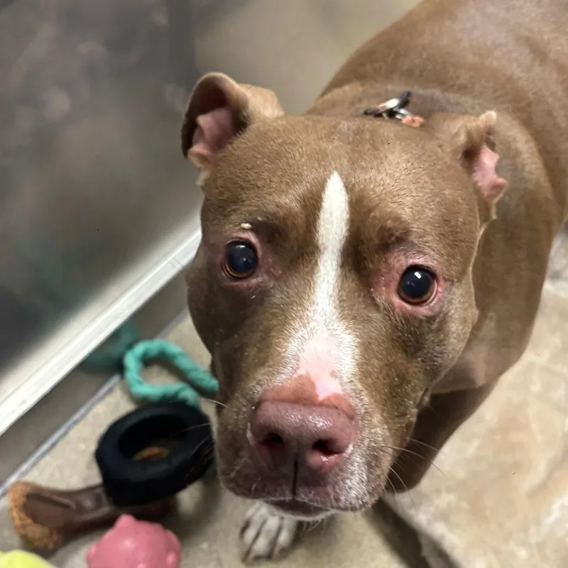 An adult medium-sized female Brown / Chocolate Mixed Breed dog named Pomegranate for adoption in Brookfield, WI