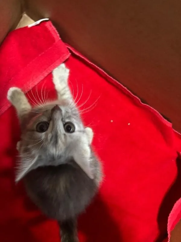 An adult medium-sized female Gray / Blue / Silver Domestic Short Hair cat named Cha Cha for adoption in Grand Rapids, MI