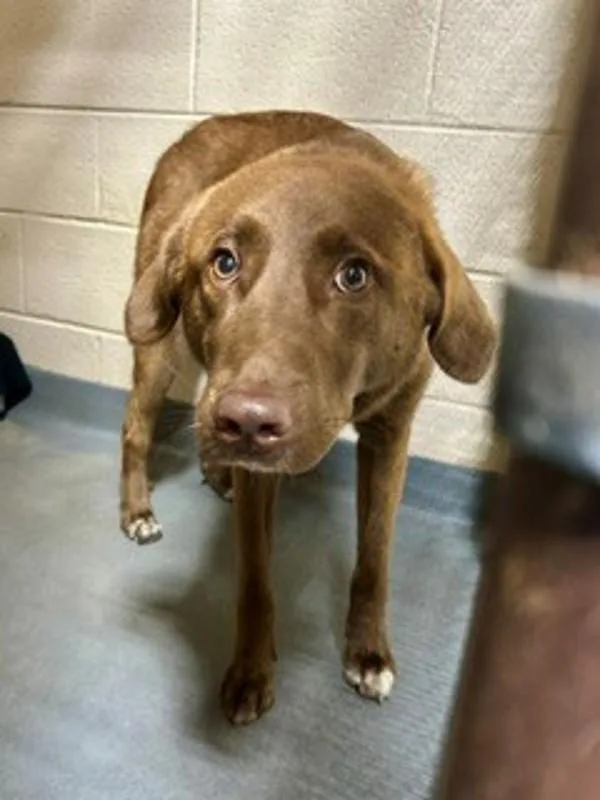 An adult medium-sized male Labrador Retriever dog named Jack for adoption in Dallas, GA