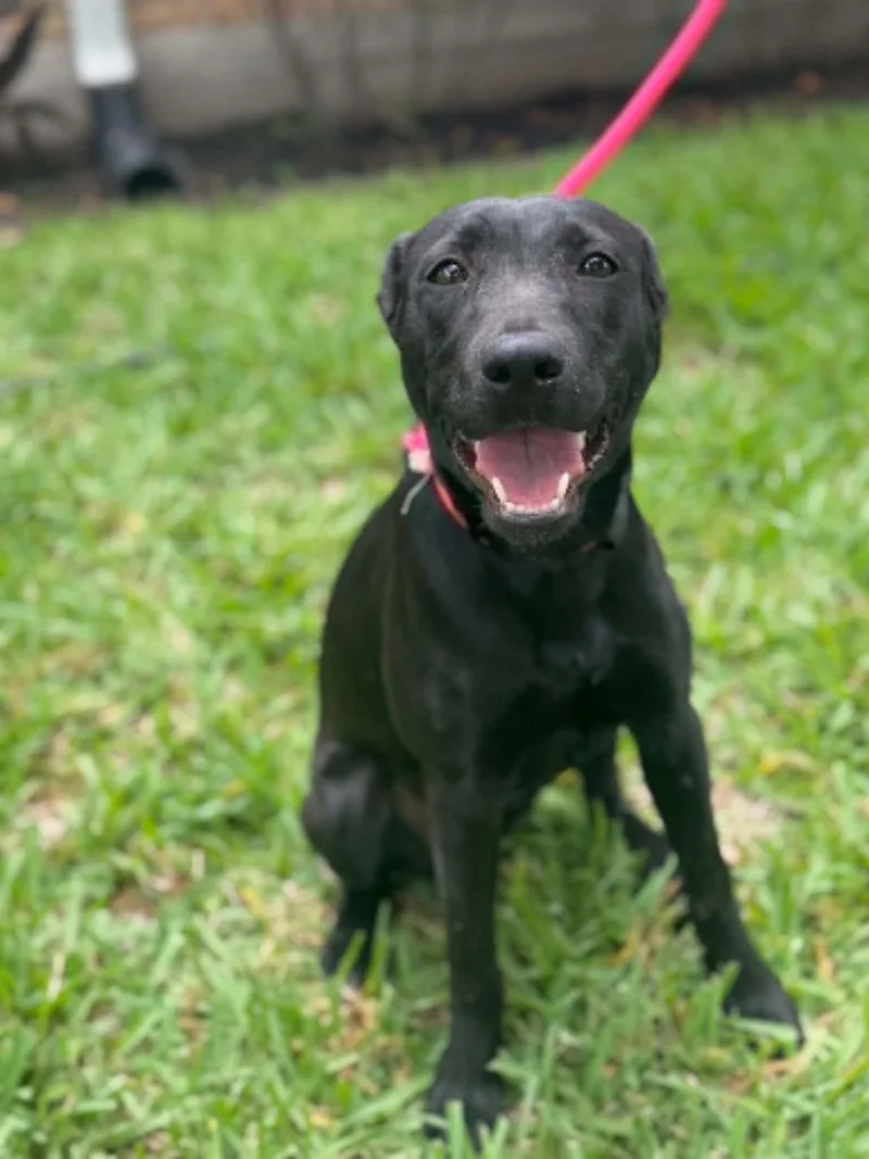 A young medium-sized female Black Labrador Retriever dog named Delilah for adoption in Houston, TX