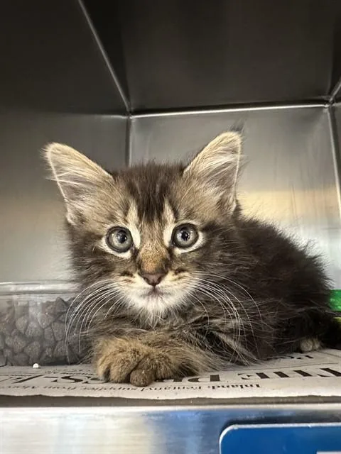 A baby small-sized female Domestic Medium Hair cat named Cleopatra for adoption in Riverside, CA