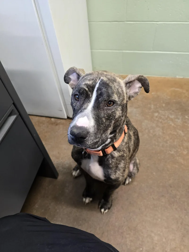 An adult medium-sized female Brindle Pit Bull Terrier dog named Harley for adoption in Boonville, MO