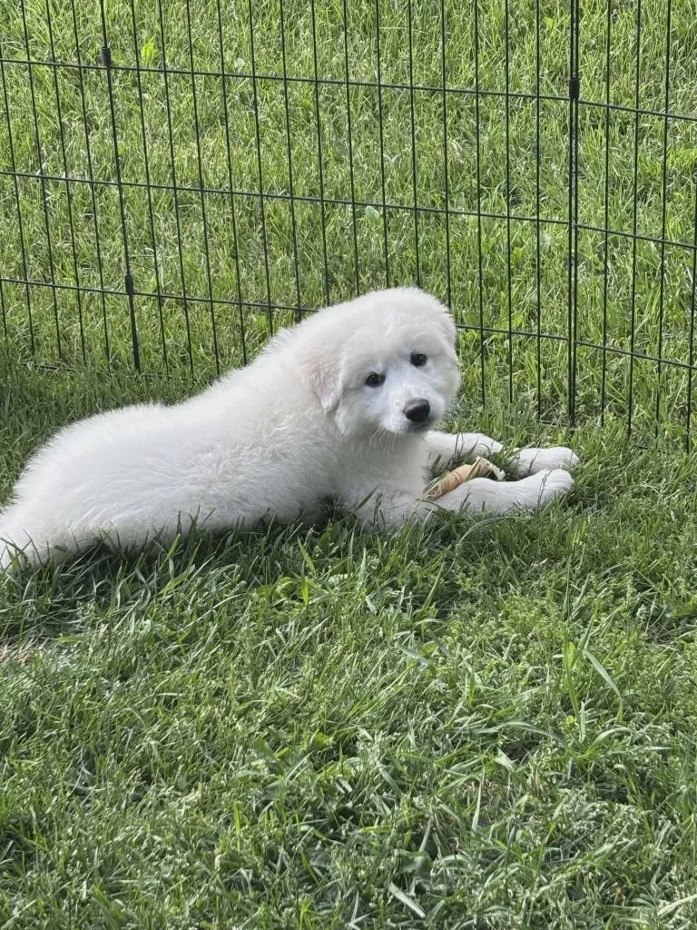 A baby large-sized male Maremma Sheepdog dog named Fonzi for adoption in Sprakers, NY