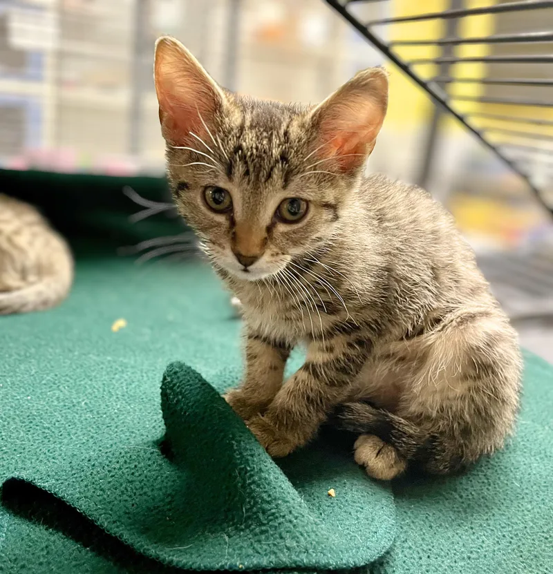 A baby medium-sized male Tabby (Brown / Chocolate) Domestic Short Hair cat named Benny for adoption in Seville, OH