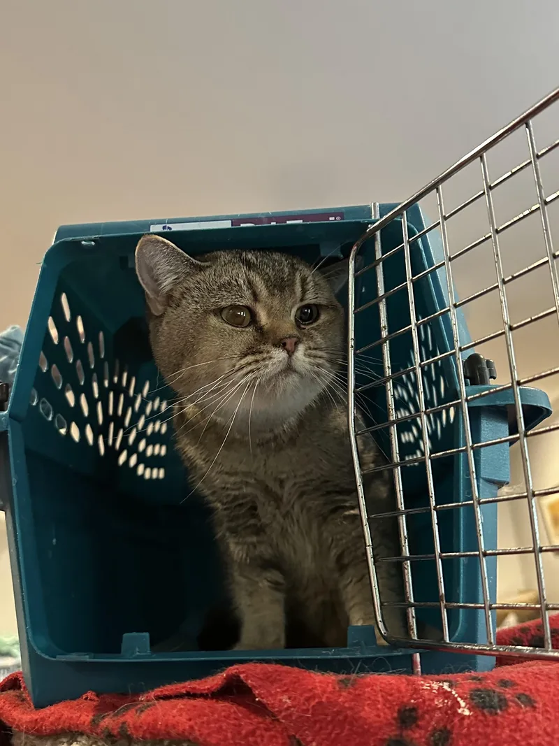 A young medium-sized male Brown / Chocolate British Shorthair cat named Charlie for adoption in Fairfax, VA