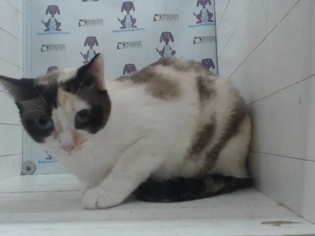 An adult small-sized female Siamese cat named Buttercup for adoption in Orlando, FL