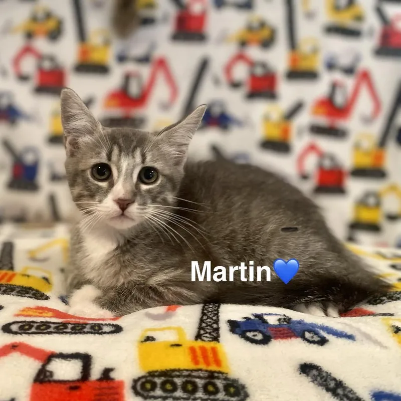 A baby small-sized male Gray / Blue / Silver Domestic Medium Hair cat named Martin for adoption in Peachtree City, GA