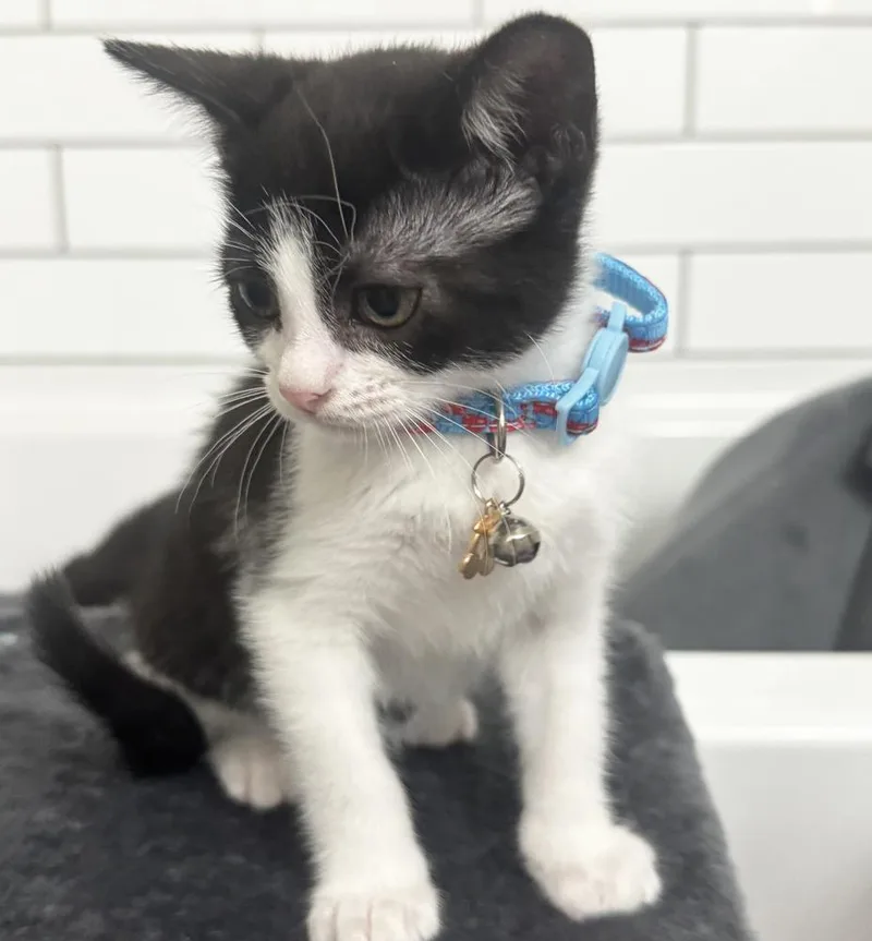 A baby small-sized female Black & White / Tuxedo Domestic Short Hair cat named Coral for adoption in Dallas, TX