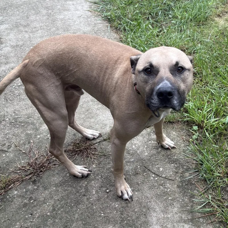 An adult large-sized male Yellow / Tan / Blond / Fawn Pit Bull Terrier dog named Maximus D for adoption in Napoleon, OH