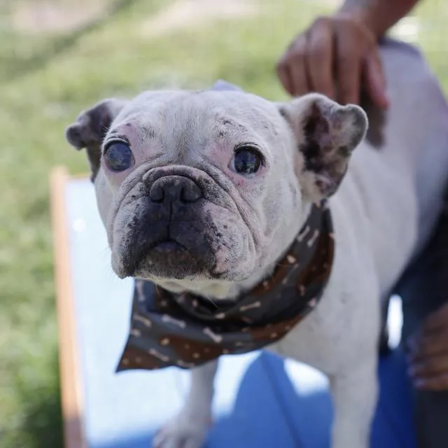 An adult small-sized female French Bulldog dog named Dorothy for adoption in San Antonio, TX